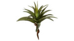 Speedtsberg Aloe vera grein 35cm