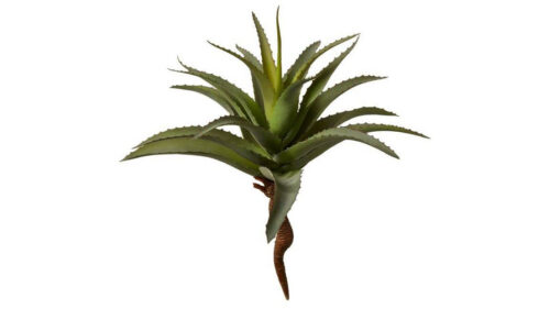 Speedtsberg Aloe vera grein 35cm