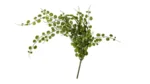 Speedtsberg hangandi planta H:58