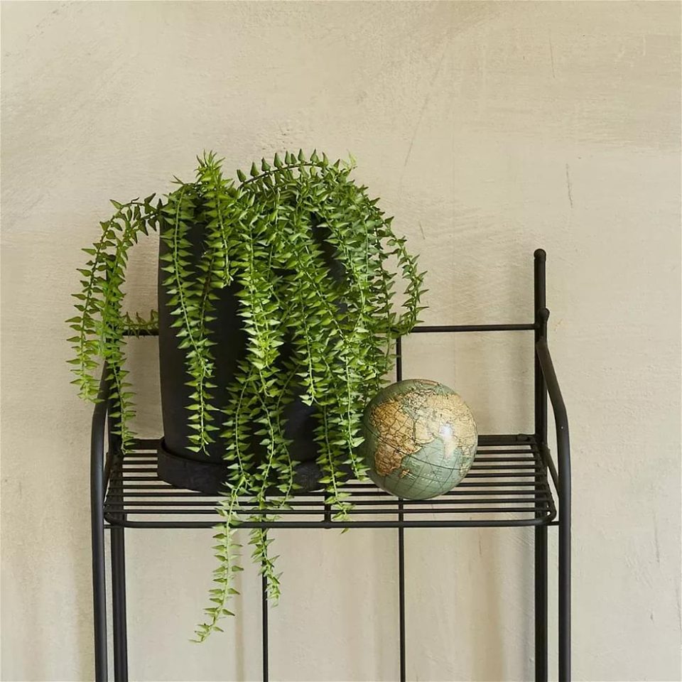 Speedtsberg Horsetail planta 55cm - Image 2
