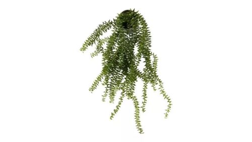 Speedtsberg Horsetail planta 55cm