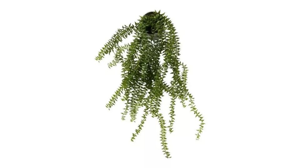 Speedtsberg Horsetail planta 55cm