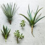 Speedtsberg Aloe vera grein 43cm - Image 2