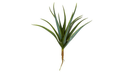 Speedtsberg Aloe vera grein 43cm