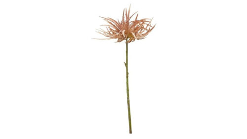 Speedtsberg Krysanrhemum grein 55cm