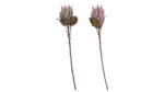 Speedtsberg Protea grein, 2 mismunandi 72cm