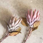 Speedtsberg Protea grein, 2 mismunandi 72cm - Image 2