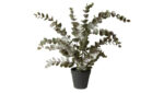 Speedtsberg eucalyptus pottaplanta