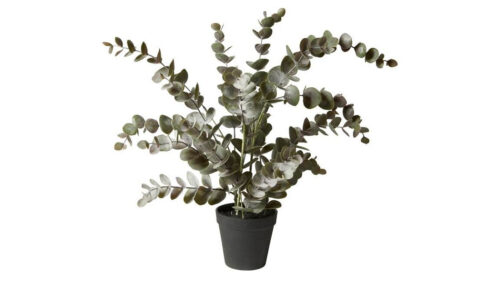 Speedtsberg eucalyptus pottaplanta