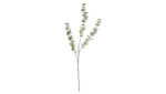 Speedtsberg Eucalyptus grein 70cm