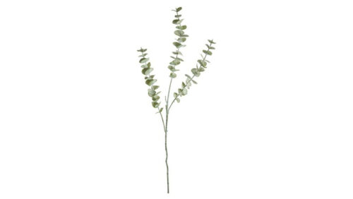 Speedtsberg Eucalyptus grein 70cm