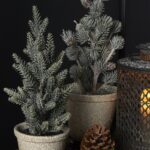 Speedtsberg grenitré í potti 30cm – mynd 2