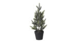 Speedtsberg grenitré í potti 30cm