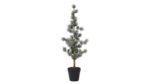 Speedtsberg grenitré í potti m/könglum 53cm