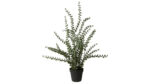 Speedtsberg pottaplanta 72cm