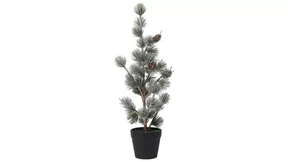 Speedtsberg grenitré í potti með könglum 36cm