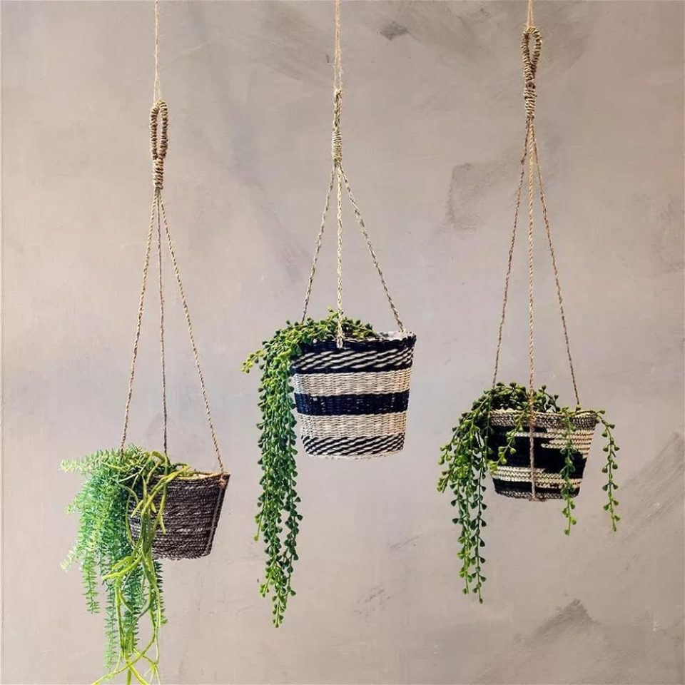 Speedtsberg Horsetail planta 55cm - Image 3