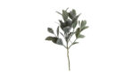 Speedtsberg Eucalyptus grein