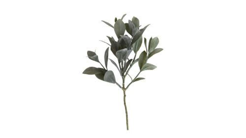 Speedtsberg Eucalyptus grein