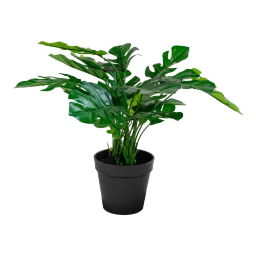 House Nordic monstera í botti H:45cm