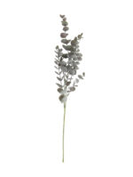 Speedtsberg Eucalyptus grein 66cm