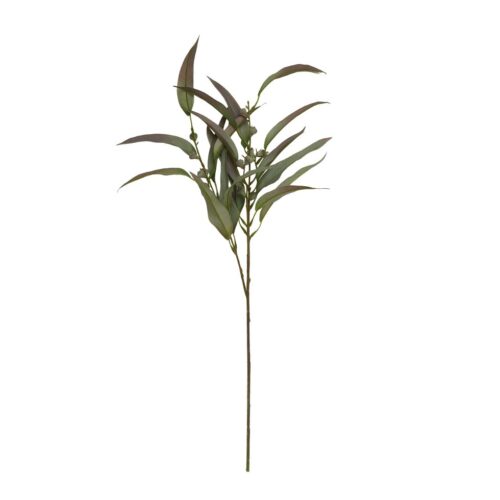 Speedtsberg Eucalyptus grein 70cm