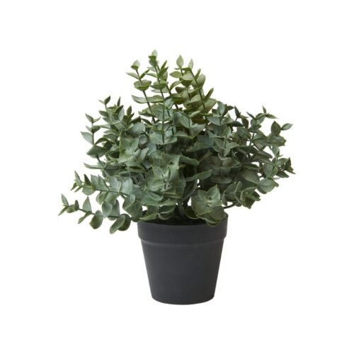 Speedtsberg Eucalyptus pottaplanta 23cm