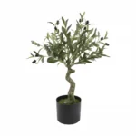 Speedtsberg ólífutré 65cm