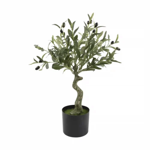 Speedtsberg ólífutré 65cm
