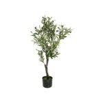 Speedtsberg ólífutré 95cm