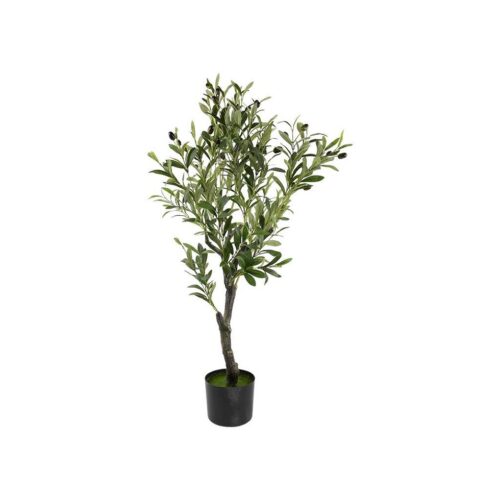 Speedtsberg ólífutré 95cm