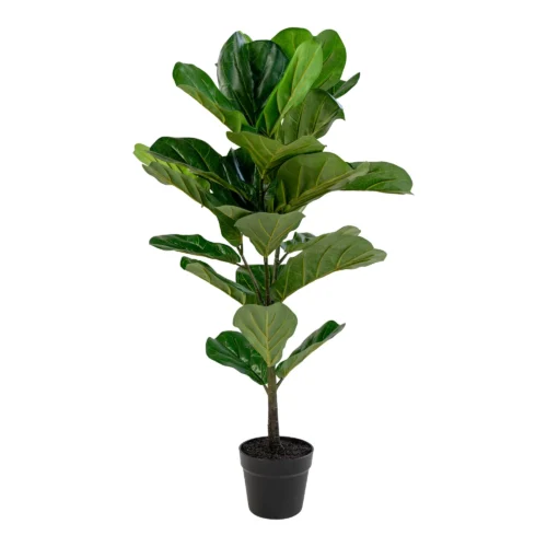 House Nordic Fiddle planta
