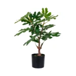House Nordic Fig planta í potti