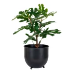House Nordic Fig planta í potti - Image 6