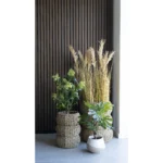 House Nordic Fig planta í potti - Image 2