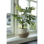 House Nordic Fig planta í potti - Image 4