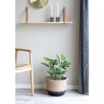 House Nordic Fig planta í potti - Image 3
