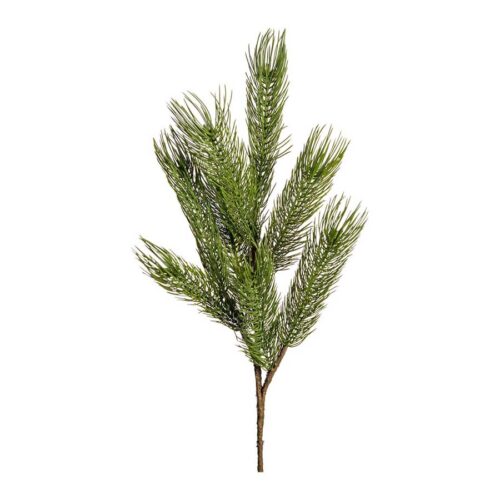 Mr Plant Furugrein H:70cm