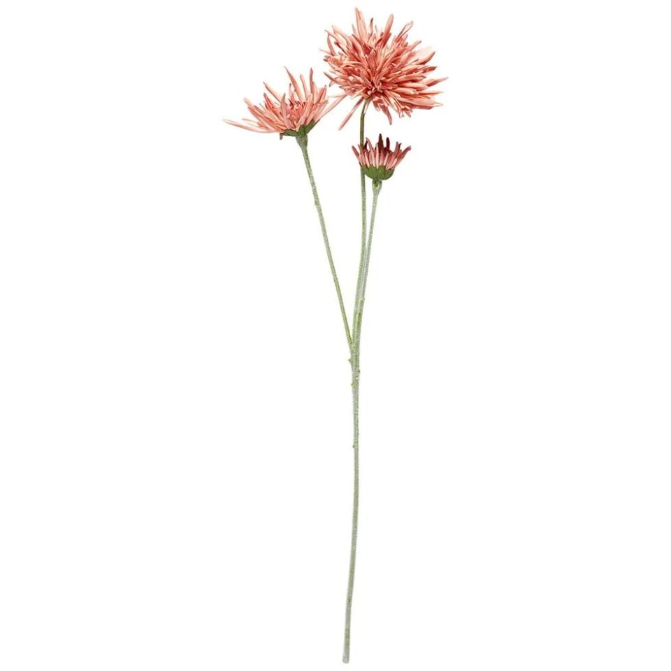 Speedtsberg Dhalia grein 60cm bleik