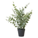 Speedtsberg Eucalyptus í potti 40cm