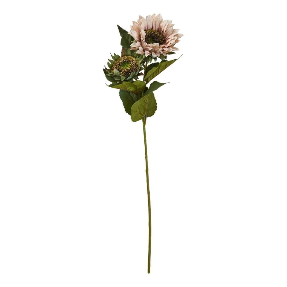 Speedtsberg sólblóm 56cm