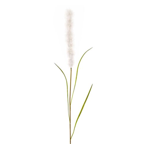 Gasper Pampas grass