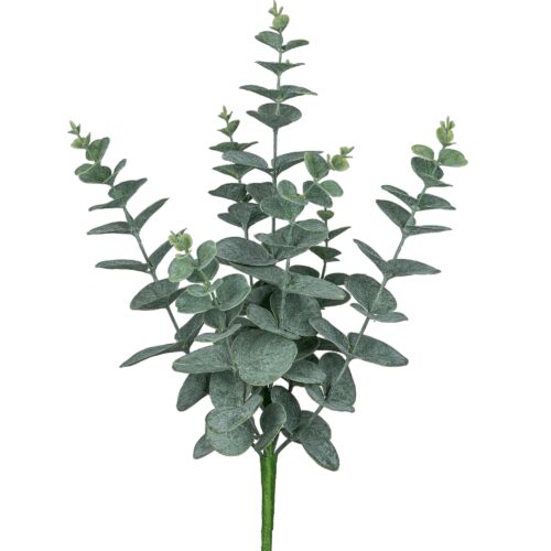 Gasper Eucalyptus burkni