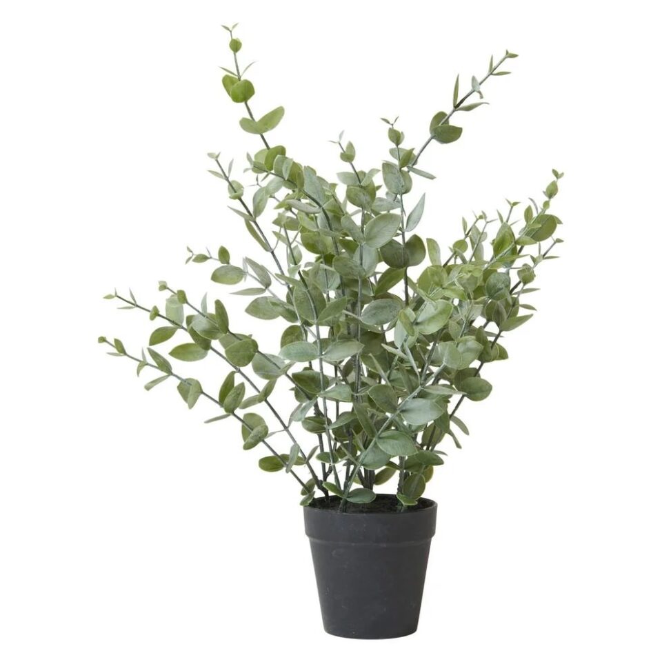 Speedtsberg Eucalyptus í potti 40cm