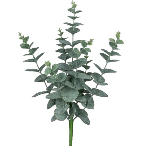 Gasper Eucalyptus burkni