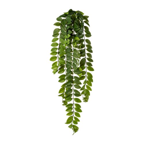 Gasper Columnea skrautplanta