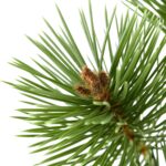 Gasper greni skrautgrein 47cm – mynd 2