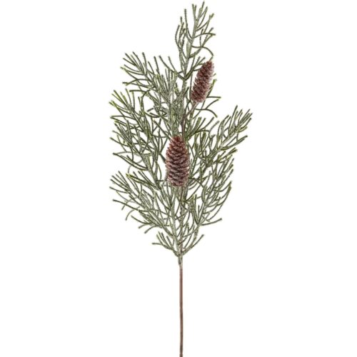 Gasper Pine grenigrein með ísuðum könglum