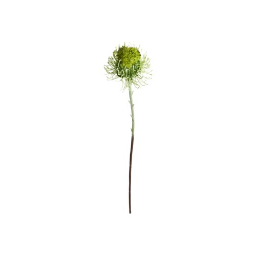 Speedtsberg Protea pincushion grein 60cm