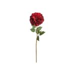 Speedtsberg Chrysanthemum grein 60cm